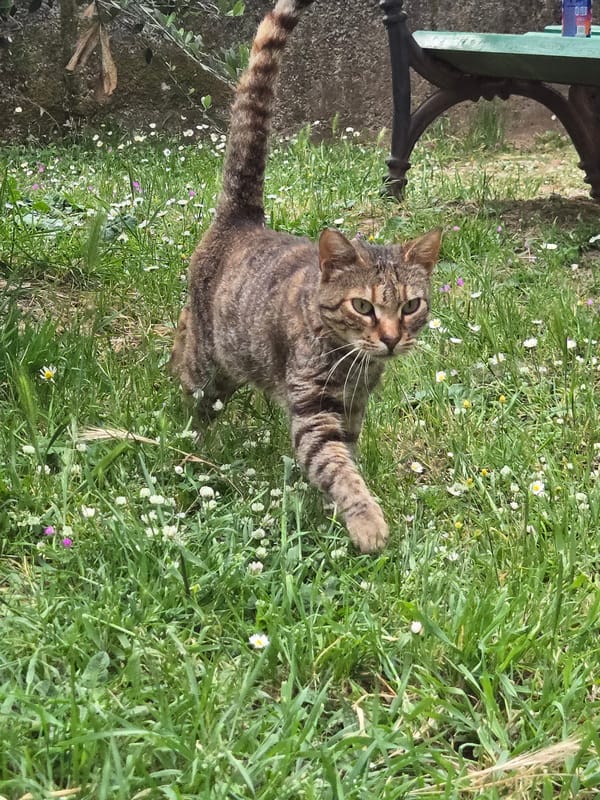 Tabby cat spotted playing in gardens around Radanovići, Montenegro