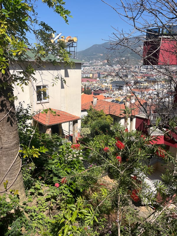 Morning mulberry foraging captured in coastal Alanya, Turkey
