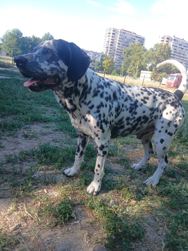 Dalmatian takes a break, does some scratching in a dry park