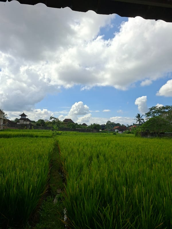 Evening scenes captured across Ubud's rice paddies and dining areas