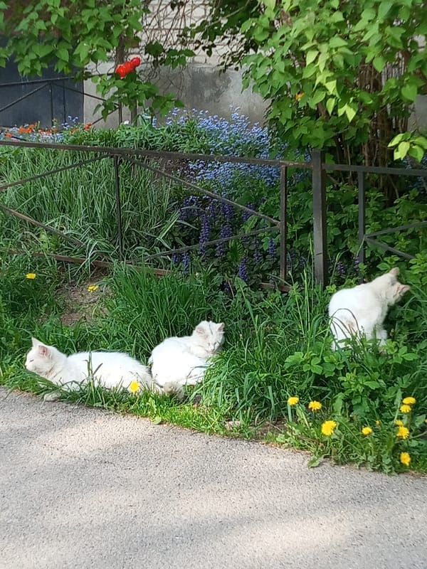 Spring scenes documented across Kommunar, Russia including cats and dandelions