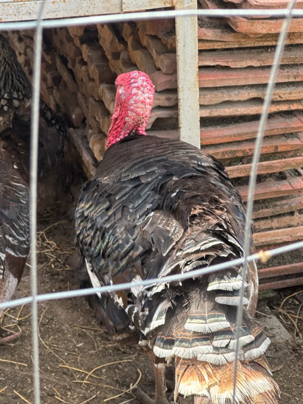 Morning agricultural activity observed in rural Bulgarian village
