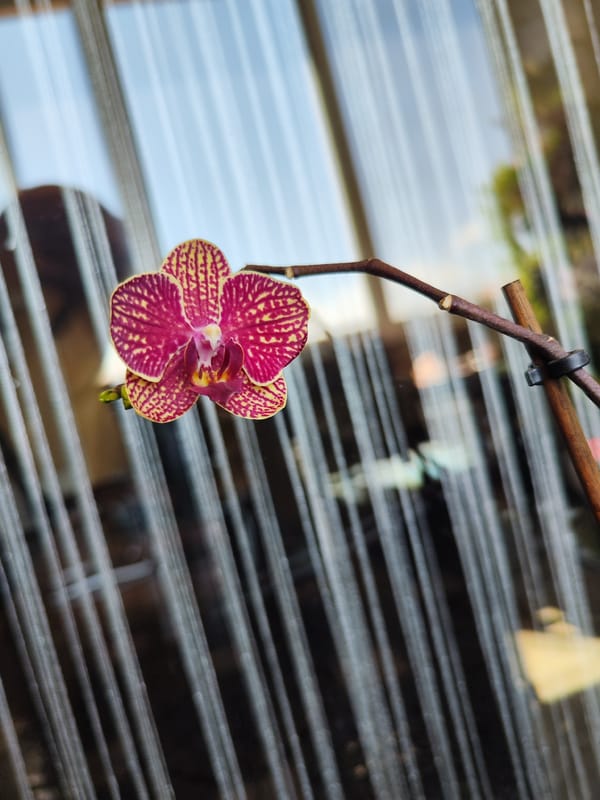 Orchid blooms documented in morning photography session in Burgas