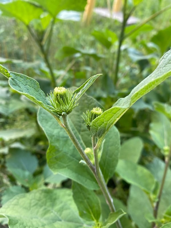 Burdock and blue skies near Voronezh on a summer afternoon