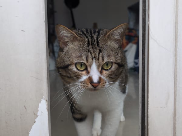 Morning stroll through Shunde captures cats, bridges, colorful streets