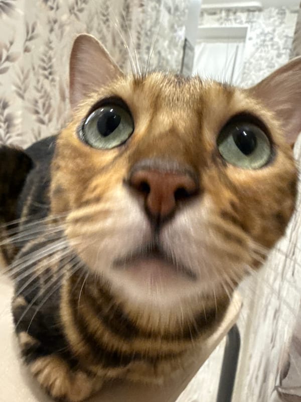 Selfies and Bengal cat close-ups from a home in Izhevsk