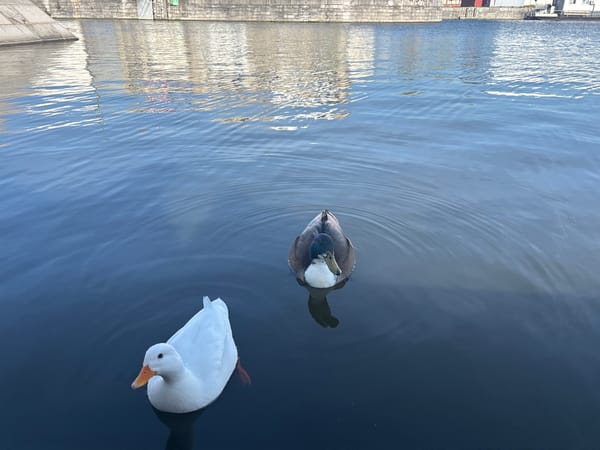 Ducks swim peacefully near Antwerp marina on sunny afternoon