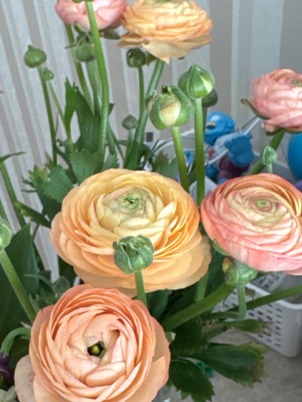 Spring flowers and cloudy skies observed in Sirius, Russia