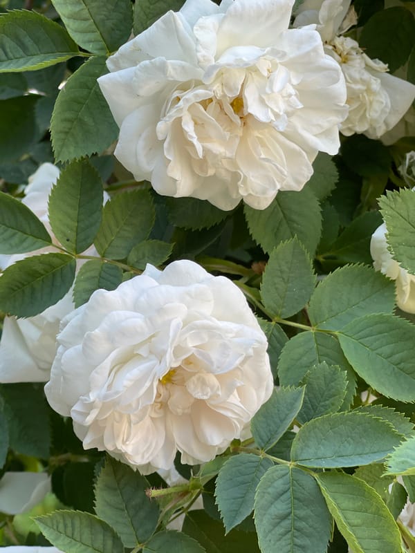 Wandering Zelenogradsk: flowers, street life, and market finds