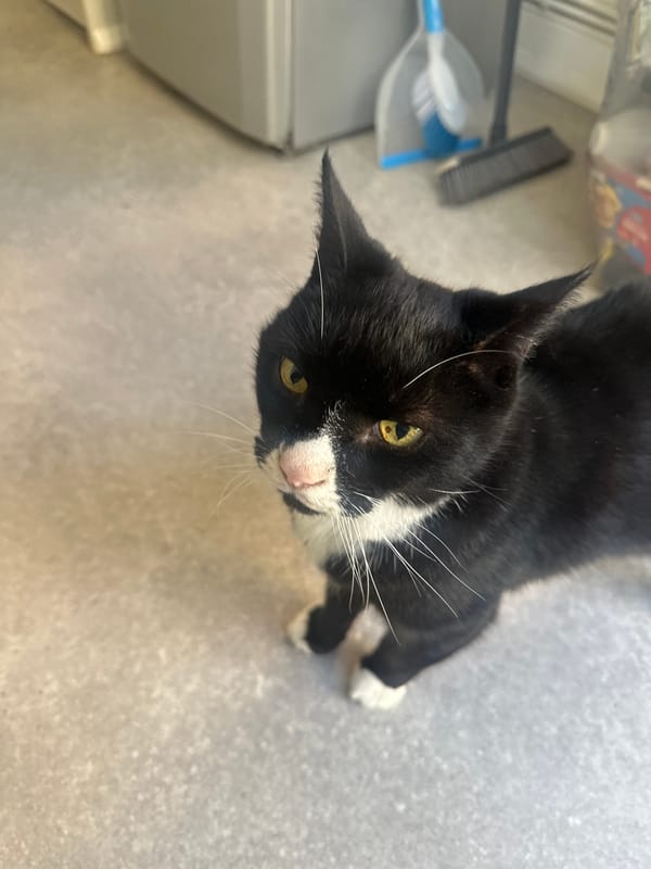 Tuxedo cat photographed looking up in London