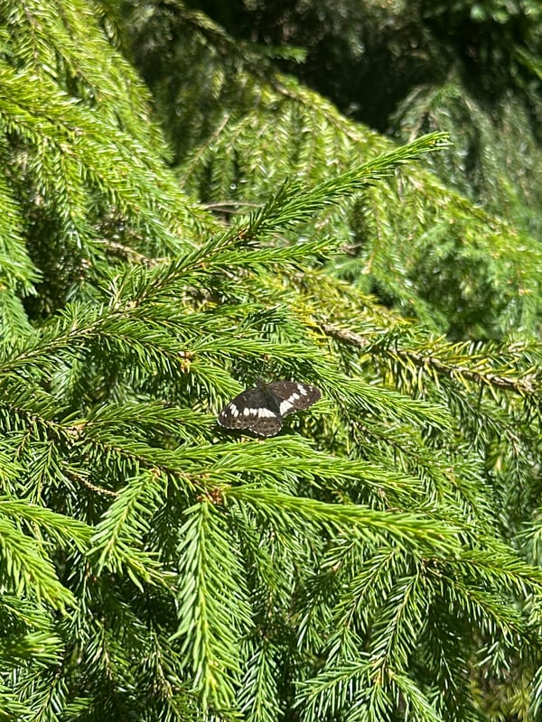 Black and white butterfly on evergreen, backyard scene nearby