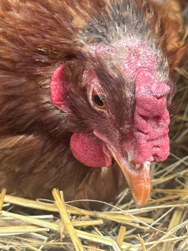Backyard flock in Heniivka shows signs of illness