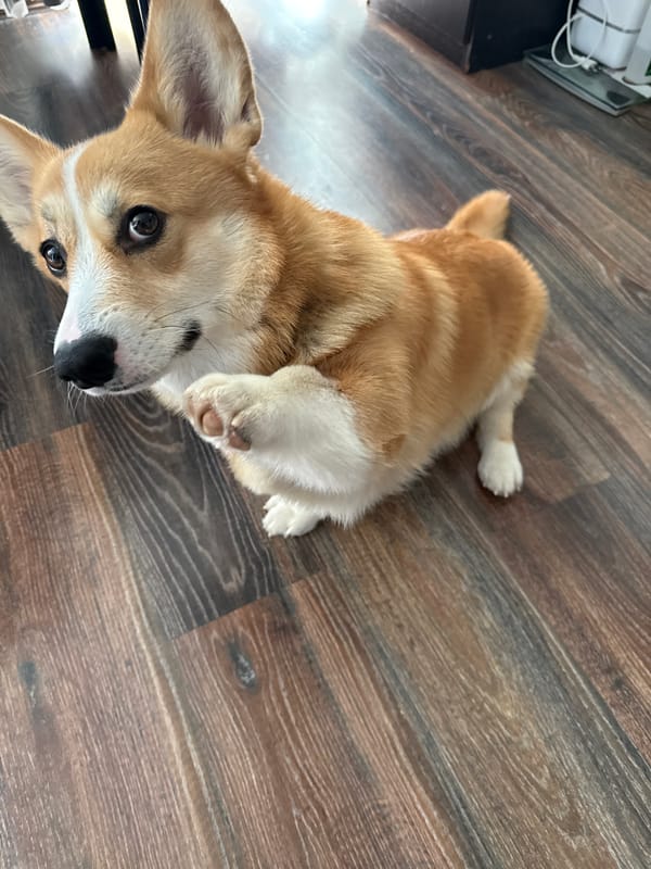 Pet Corgi photographed indoors in Votkinsk residence