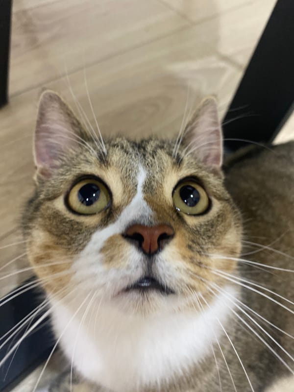 Tabby cat plays and poses for the camera