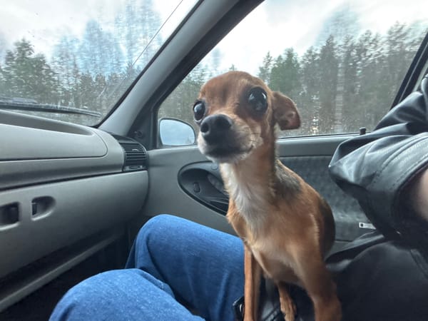 Small dog photographed on lap in Chaikovsky, Russia