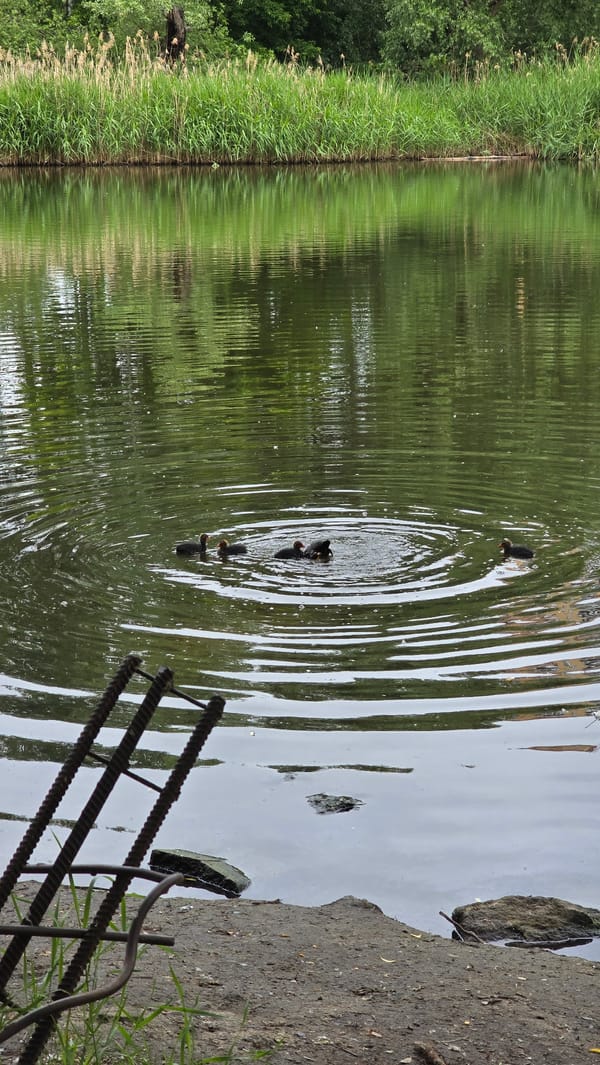 Morning waterfowl activity documented at Kyiv urban pond