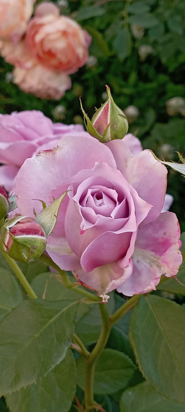 Roses, daisies, and a beetle in a Radisne garden