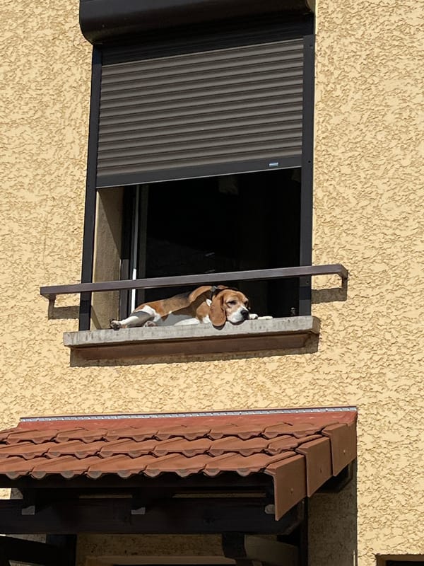 Afternoon life documented in Saint-Just-Saint-Rambert featuring dogs and residents