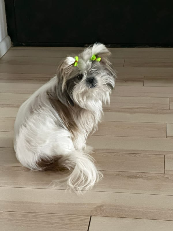 Small dog with bows plays indoors in Tbilisi