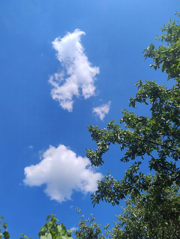 Witness documents quiet afternoon of aquariums and gardens