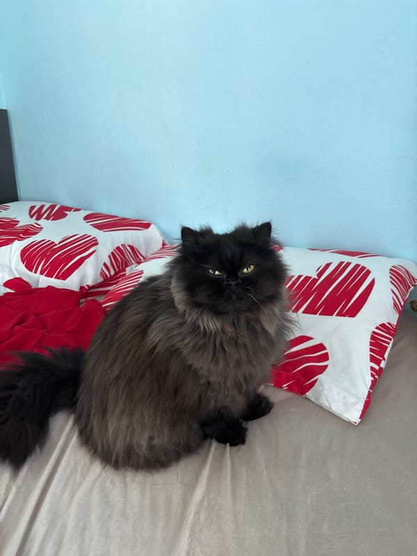 Black cat spotted on heart-patterned bed in Bulgarian village