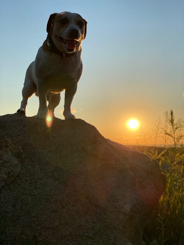 Jack Russell Terrier at sunset over a Yekaterinburg quarry