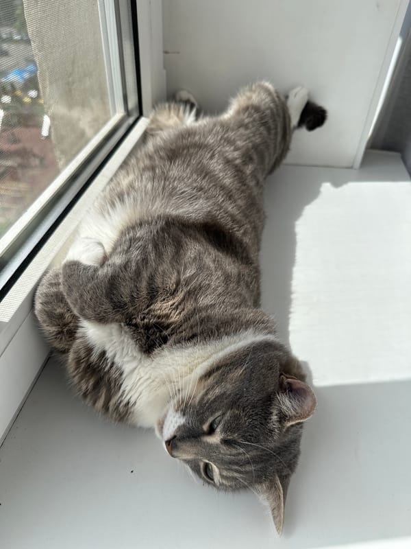 Tabby cat spotted resting on urban window sill