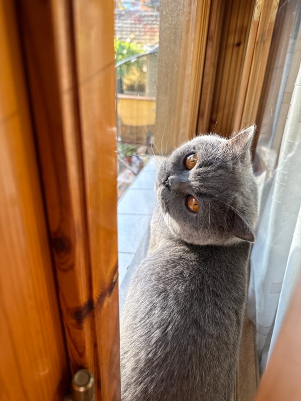 British Shorthair cat's lazy afternoon in Targovishte home