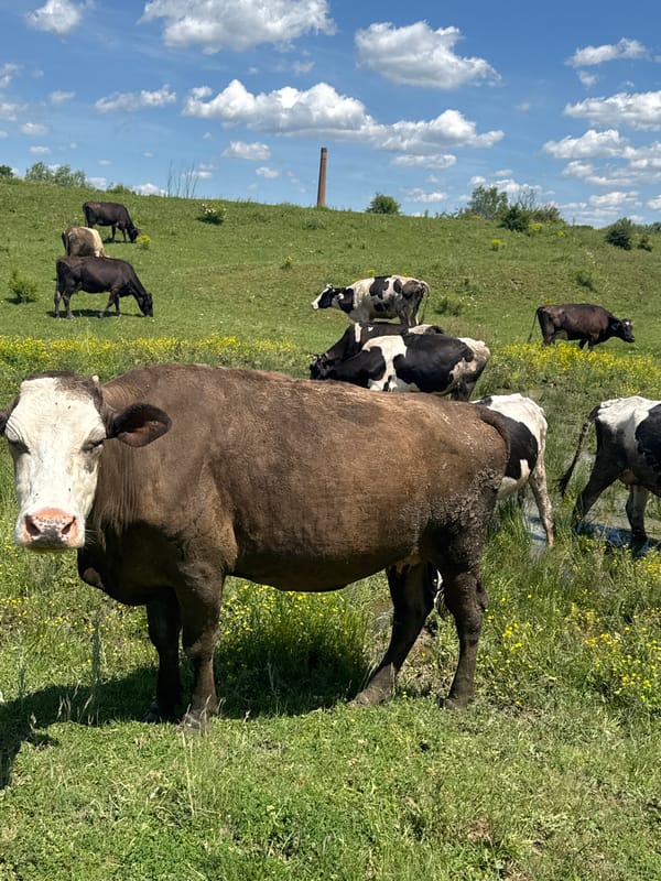 Cattle herd grazes in Dermantsi, Bulgaria pasture