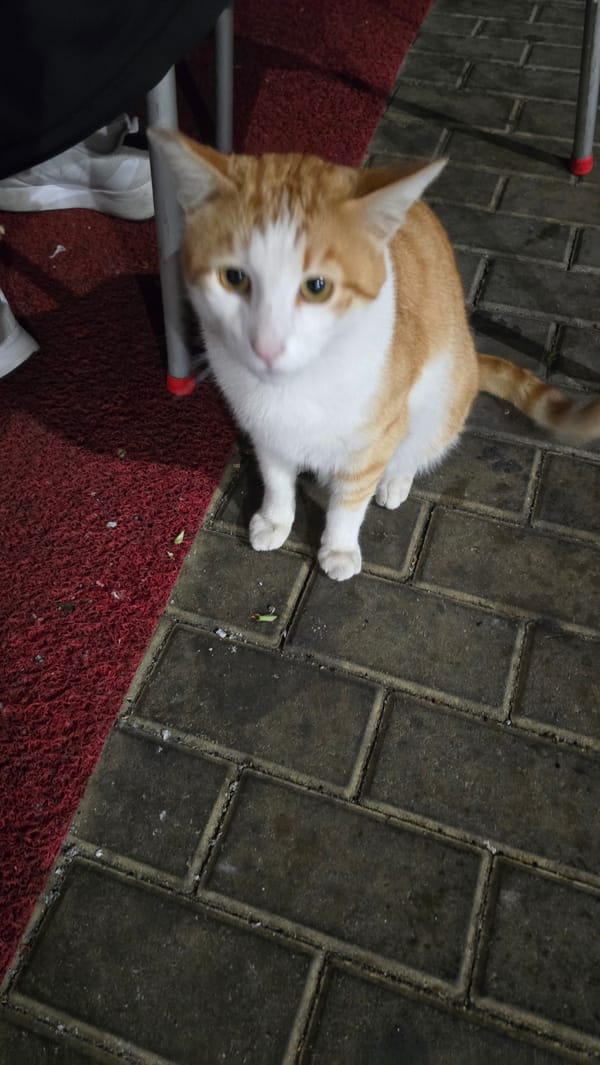 Orange Cat Spotted on Red Carpet and Brick Walkway