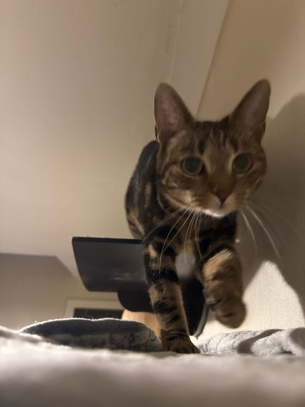 Tabby cat photo session captured in Desborough home