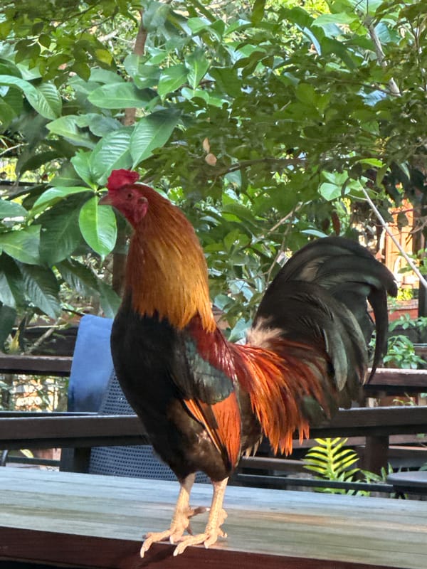 Daily life scenes captured in Bang Khonthi, Thailand