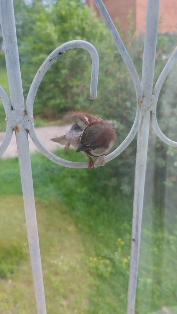 Sparrows on a railing, plus cherries and eggshells nearby