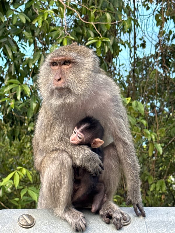 Macaques roam a roadside area in Ban Tai, Koh Samui