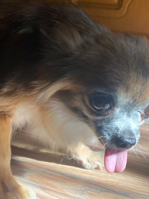 Chihuahua on a wooden floor in Maykop, various angles
