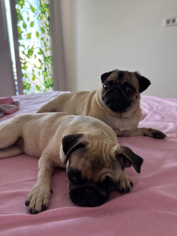 Two pugs lounging on a pink bed, one mid-yawn
