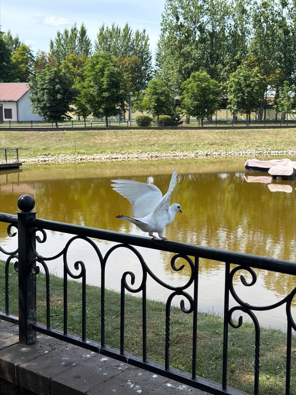 Afternoon wander through a garden café spot in Brest, Belarus