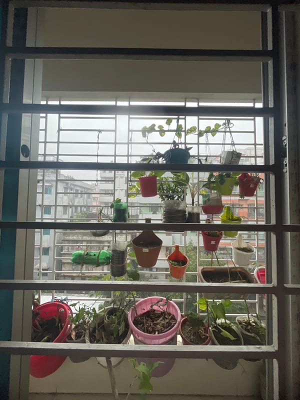 Dhaka resident captures rainy morning balcony garden and cityscape