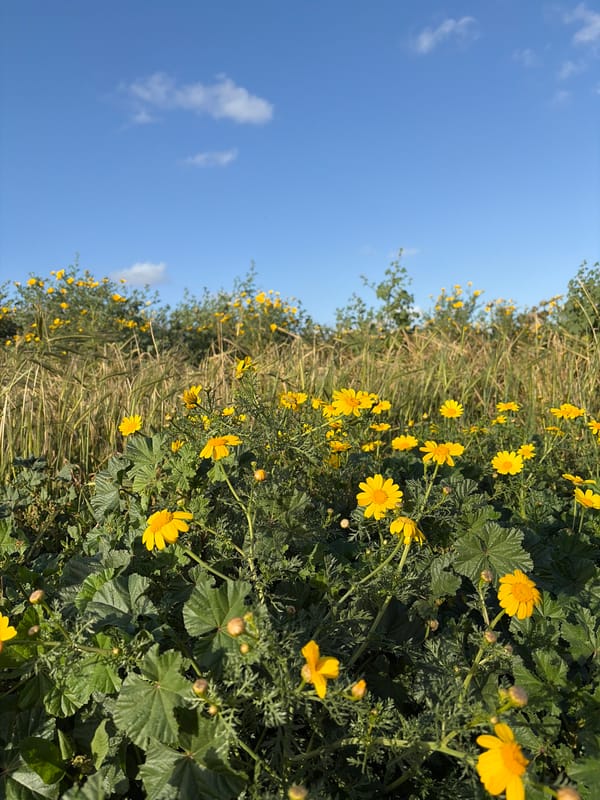Yellow flower field blooms under blue skies in Arsuf