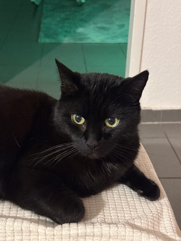 Black cat spotted resting indoors in Mönchengladbach