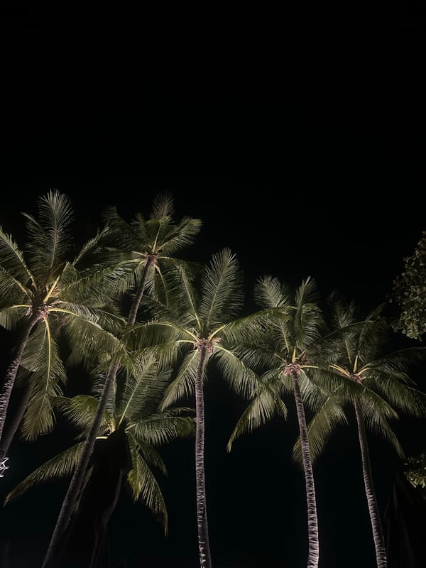 Palm trees illuminated at night in Baan Chaweng, Thailand