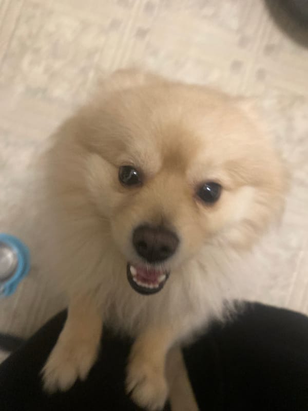 Pomeranian dog captured in various home scenes in Bulgaria