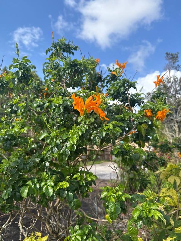 Spring afternoon snapshots captured in Davie, Florida