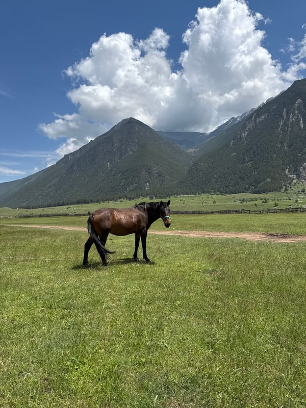 Horses graze and feed in Russian meadow