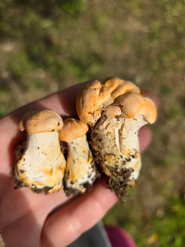 Mushroom foraging and woodland pond near Frolovo, Russia