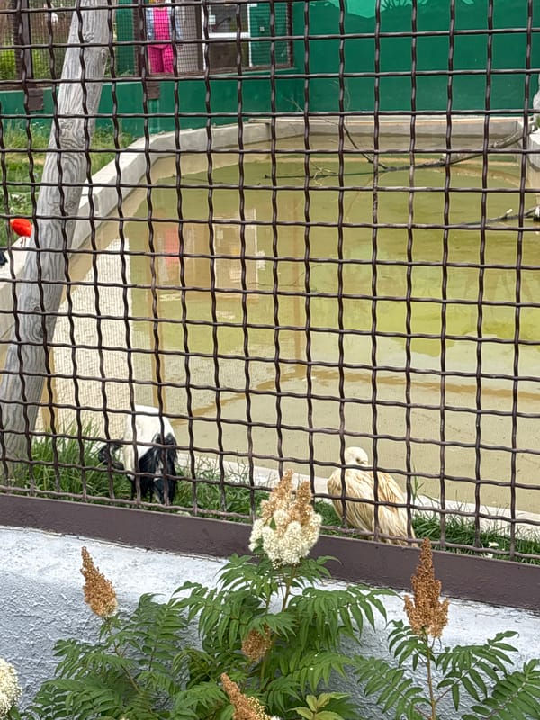 Strolling Perm Zoo on a summer morning