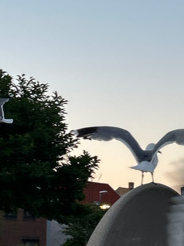 Seagulls hang around Helsingborg on a midsummer evening