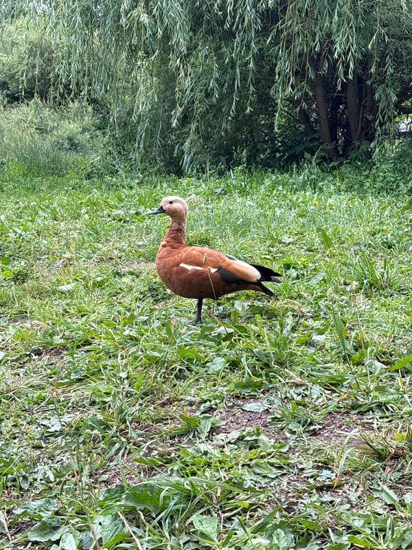 Ruddy shelduck hanging out by a lakeside railing