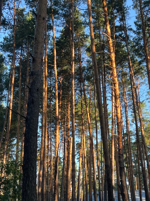 Camping in the pines outside Penza on a clear summer day