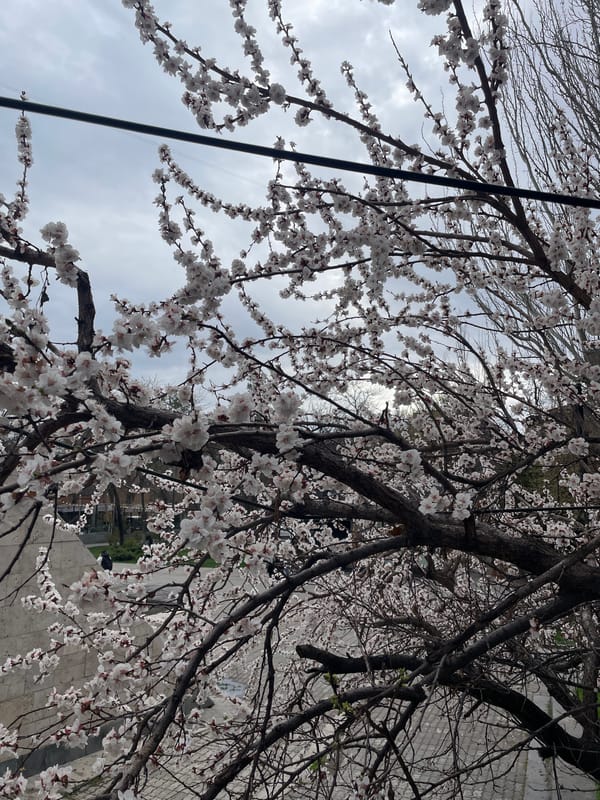 Spring morning scenes captured across Yerevan, Armenia